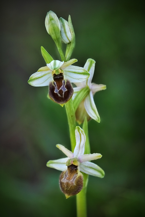 Ophrys sphegodes............???